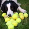 dogs_with_tennis_balls_10 Tennis Balls - 3pack