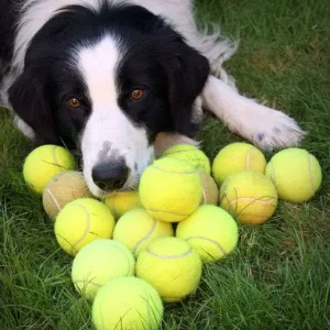 NCAR Dog present - bag of tennis balls