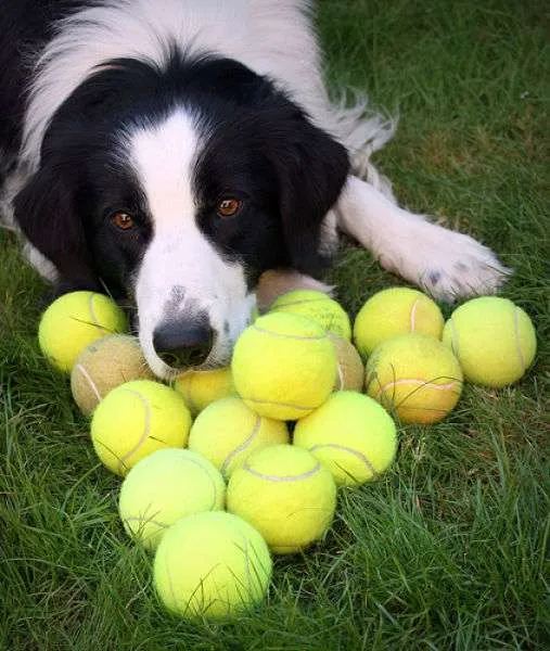 dogs_with_tennis_balls_10 Tennis Balls - 3pack