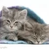kittens-in-blanket NCAR Cat present - Kitten Season £15