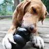 NCAR Dog present - Kong extreme toy