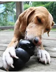 NCAR Dog present - Kong extreme toy