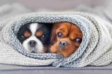 Cuddle Blanket Scheme 12 dogs in blanket