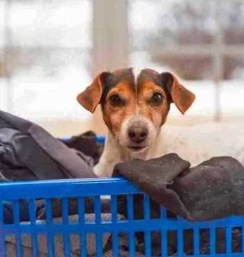LAUNDRY Liquid 8 volunteer laundry assistant