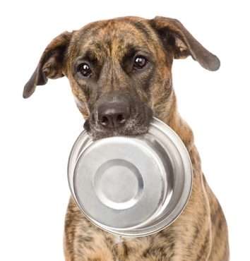 Pet Food Appeal 9 dog with food bowl