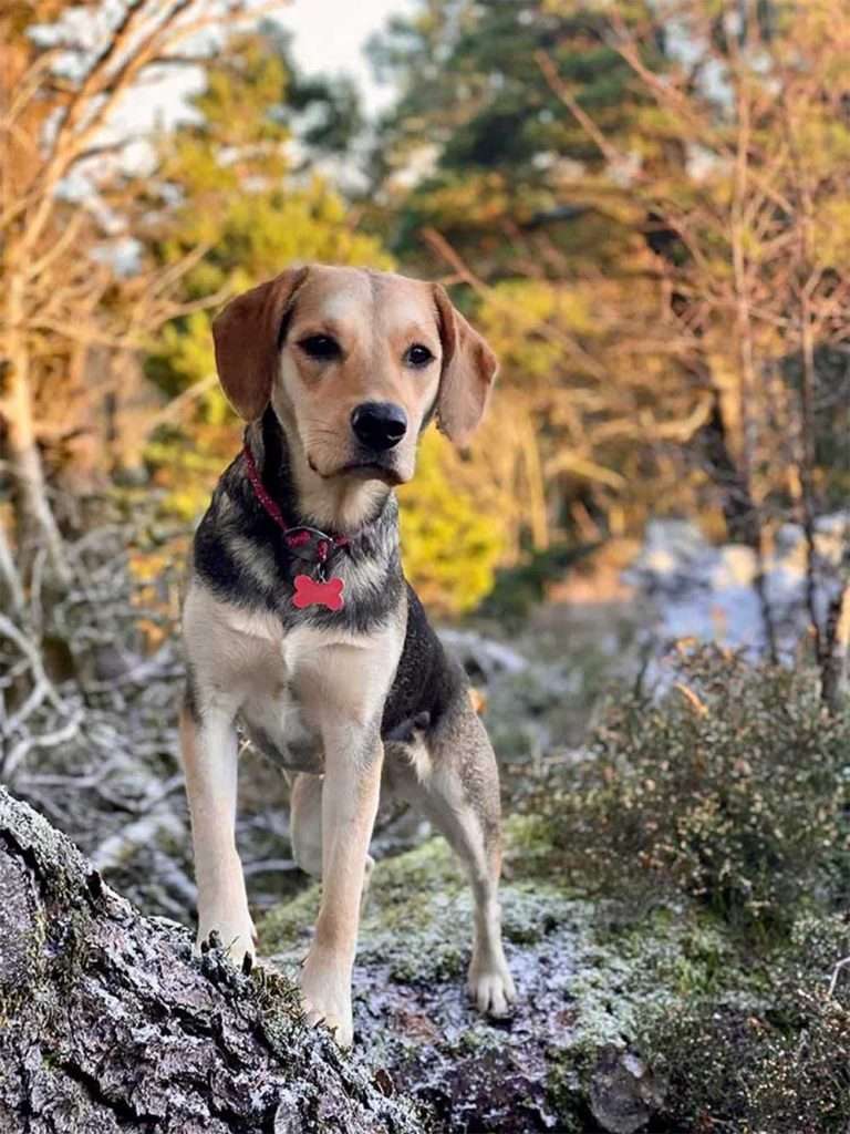 mabels happy tail