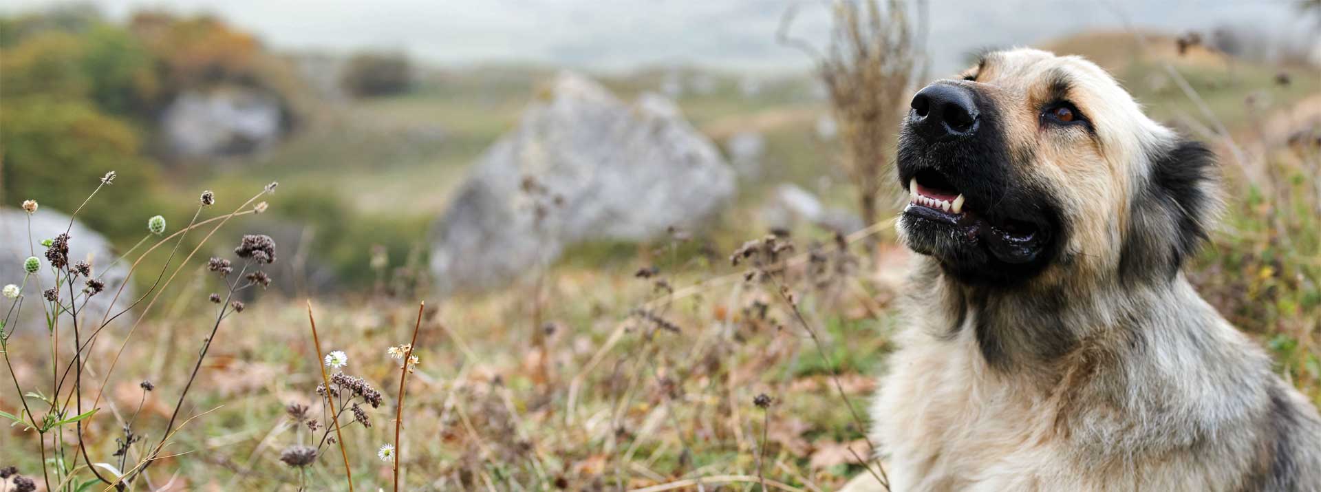 rescue dog