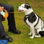 buster's happy tail