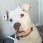 trent's happy tails