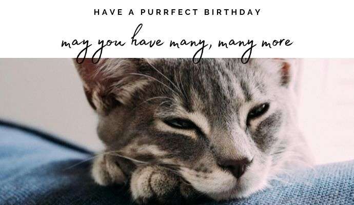 Send an ecard and help NCAR 6 birthday cat ecard