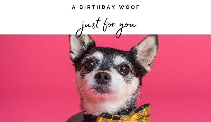 Send an ecard and help NCAR 8 dog birthday ecard