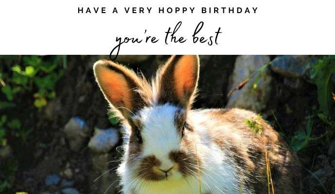Send an ecard and help NCAR 5 bunny birthday ecard
