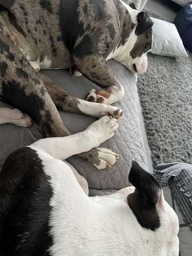 Brave Bobby finds his forever home 3 bobby and major on the sofa