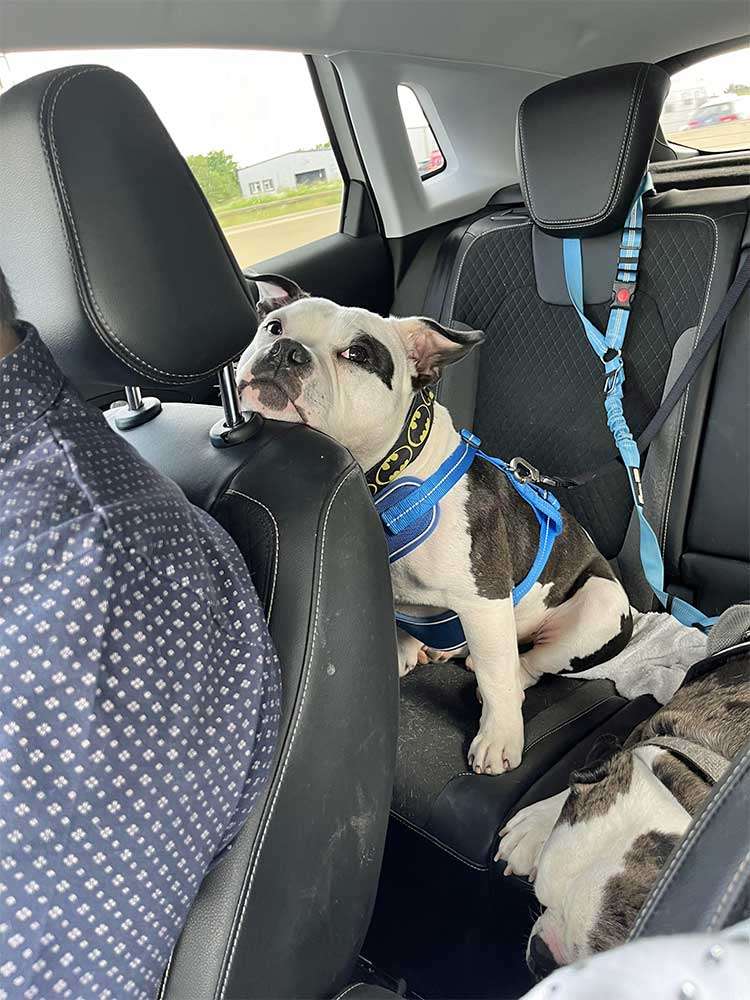 Brave Bobby finds his forever home 7 bobby back seat 1