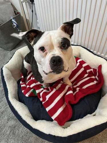 Brave Bobby finds his forever home 2 bobby in bed
