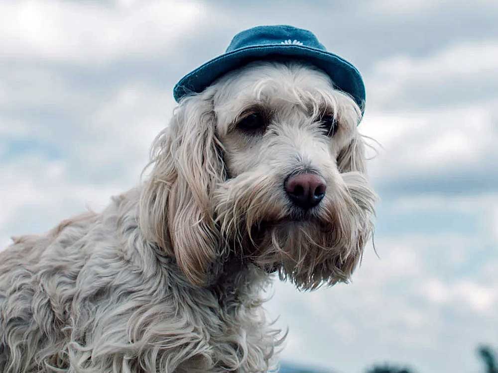 work place fundraising 4 dog in hat