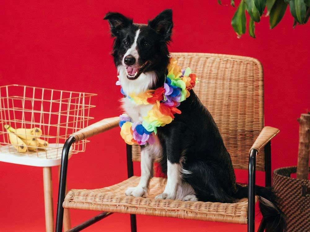 work place fundraising 3 dog red