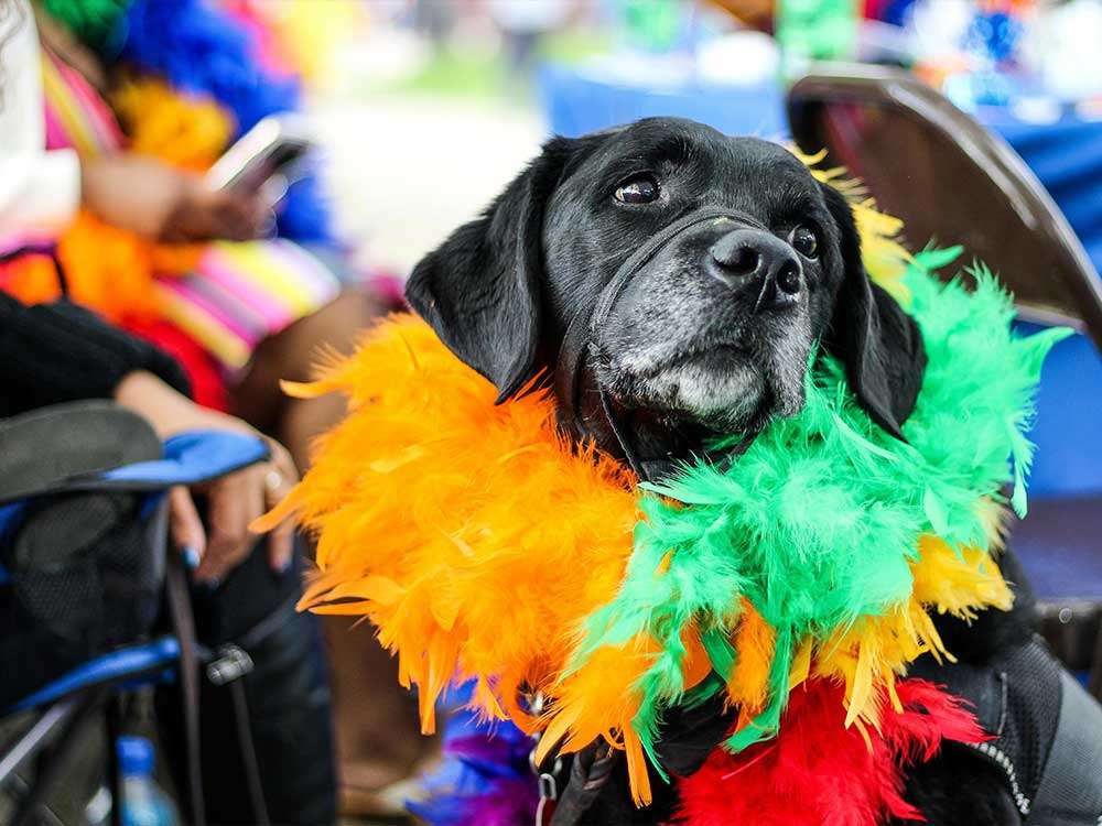work place fundraising 2 labrador
