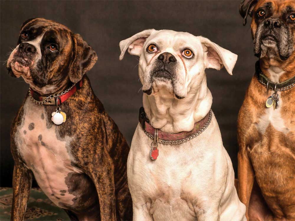 work place fundraising 5 three dogs