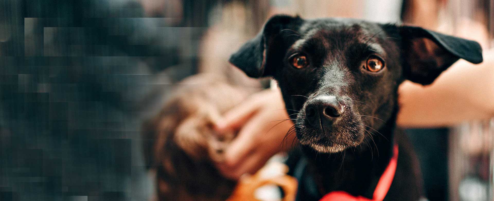 sad dog2