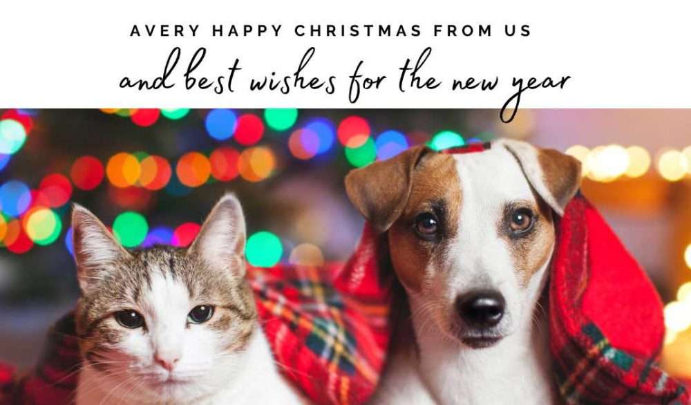 Send an ecard and help NCAR 17 christmas cat and dog ecard