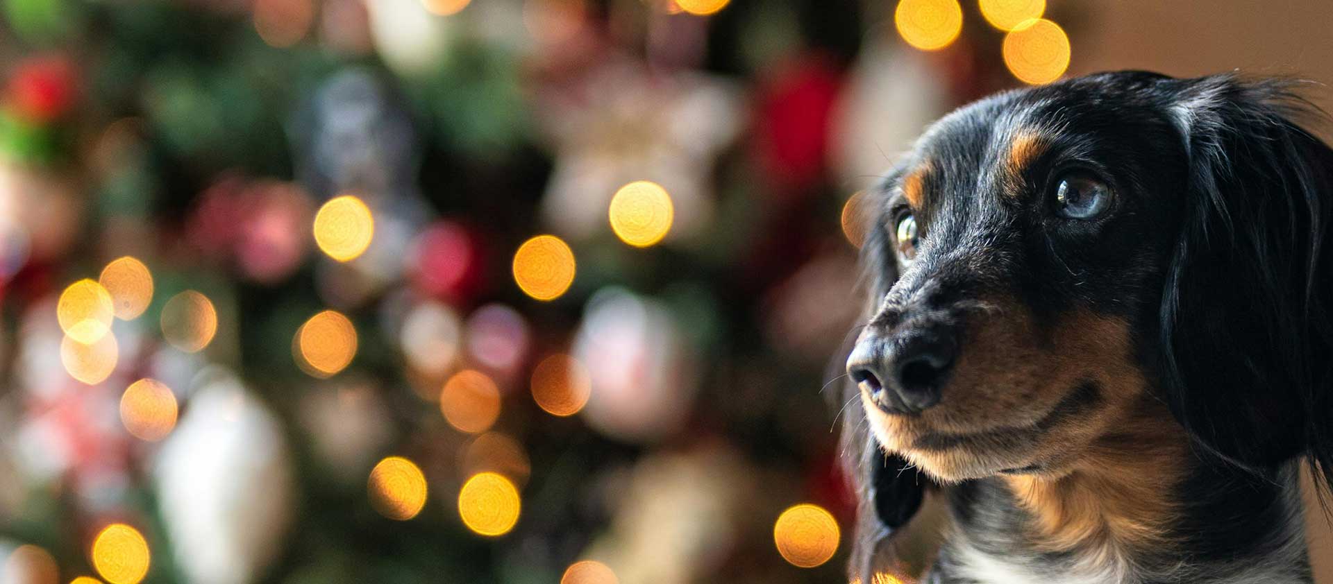 business christmas giving