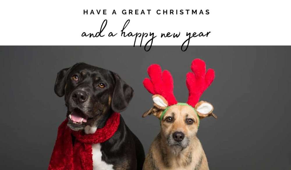 Send an ecard and help NCAR 15 christmas dog ecard
