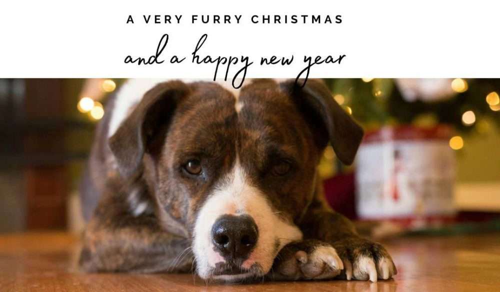 Send an ecard and help NCAR 21 christmas staffy ecard