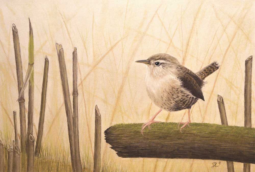 david wildblood wren