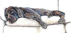 sleepy dog 1
