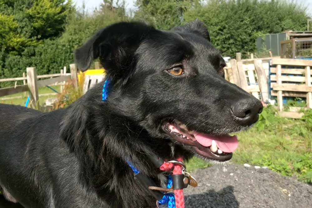 Help Dogs Like Bob Escape Abuse and Fear 4 happy bobby