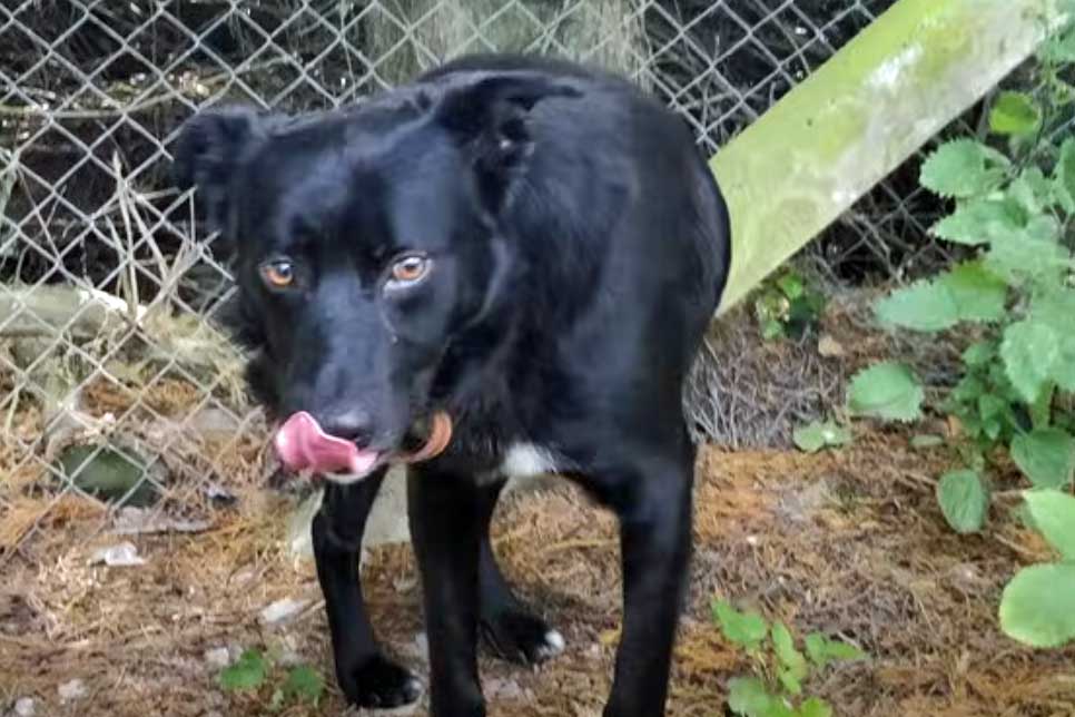 Help Dogs Like Bob Escape Abuse and Fear 2 sad bobby