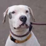 rescue dog aria