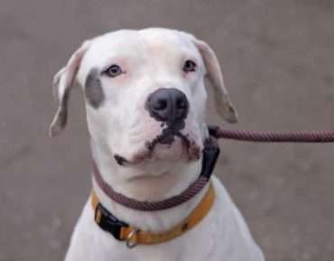 rescue dog aria