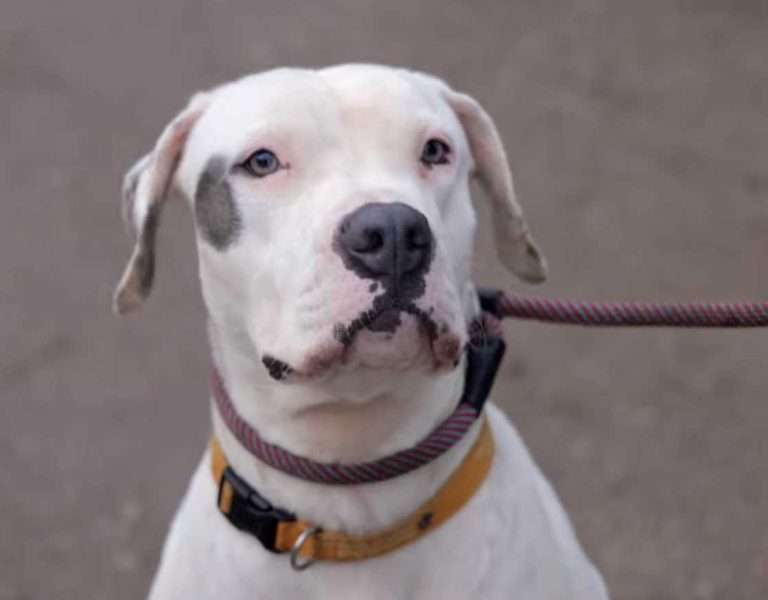 rescue dog aria