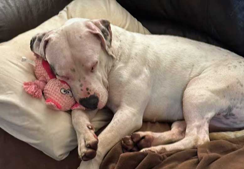 Aria's Journey: From Abandonment to Hope 1 aria in her new home