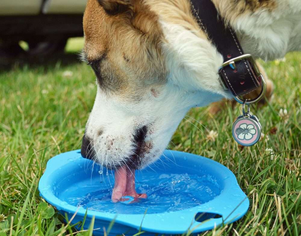 Keeping pets safe in the heat 1 dog drinking in hot weather