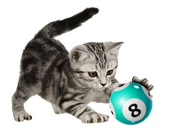 Enter our Lottery Today 2 lottery cat