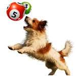 ncar lottery dog