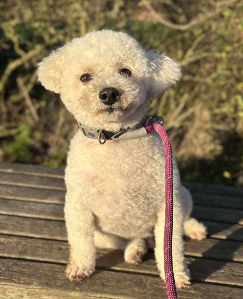 bichon frise dog