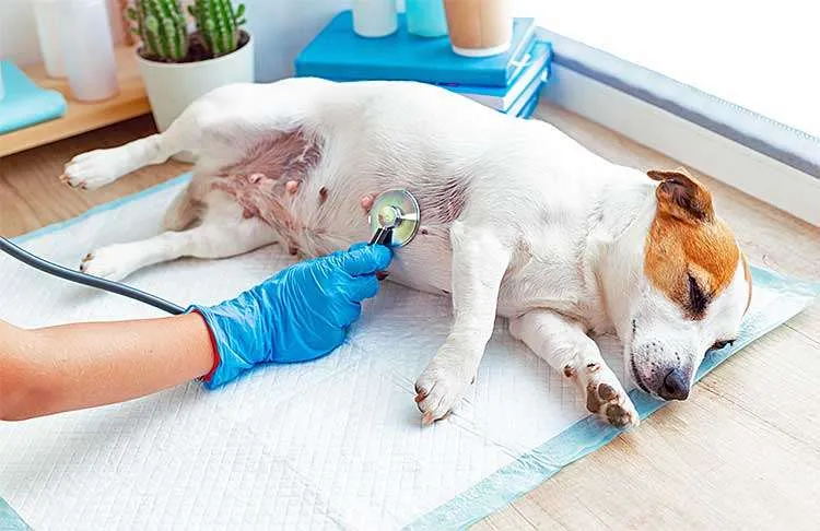 dog at vets