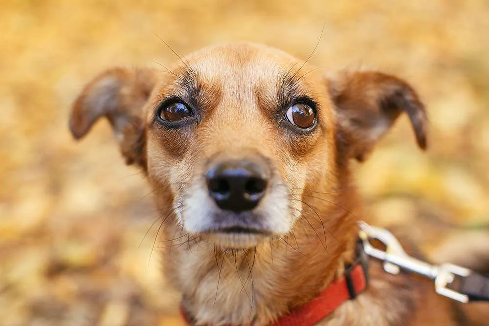 mixed breed little yellow dog 2021 08 29 01 48 47 utc