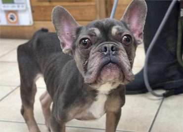 elliott