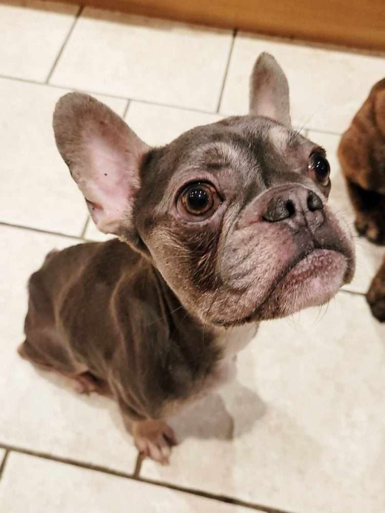 Support Dogs like Elliot 1 elliott8