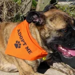 adopt me dog