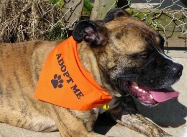 Caring For You and your Rescue pet 10 adopt me dog